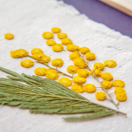 Herbier « Mimosa » & papier artisanal