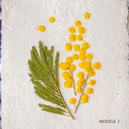 Herbier fleurs séchées « Mimosa » & papier artisanal