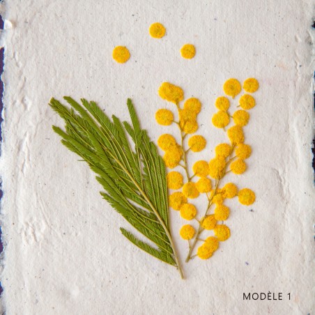 Herbier « Mimosa » & papier artisanal