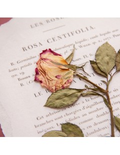 Herbier fleurs séchées « Rosa Centiflora »