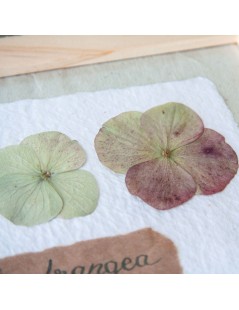 Herbier fleurs séchées « Hortensias » et papier fait main