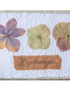 Herbier fleurs séchées « Hortensias » et papier fait main