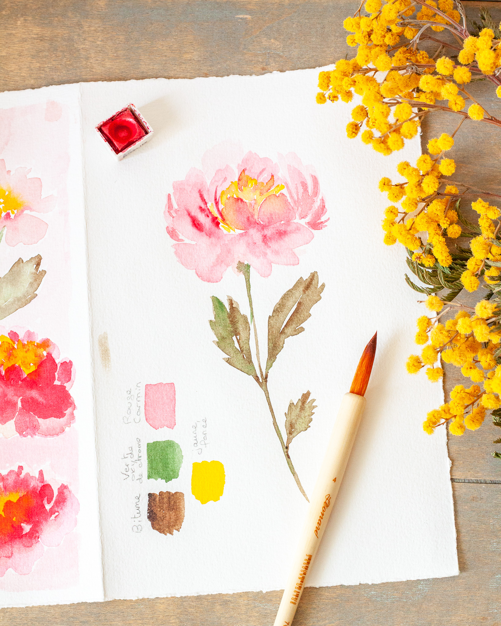 Illustration aquarelle fleur pivoine